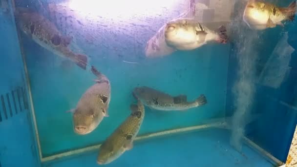 生きたふぐ吹き魚魚市場での日本のふぐ刺身の食事レストランタンク — ストック動画