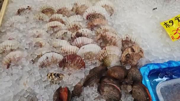 Frische Meeresfrüchte Auf Eis Japanischen Fischmarkt Austernmuscheln Hotate Blutmuscheln Verkauf — Stockvideo