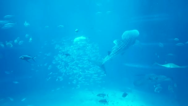 Osaka Japão Junho 2023 Exposição Tanques Tubarões Baleia Kaiyukan Peixes — Vídeo de Stock