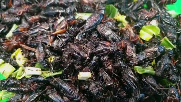 Deep Fried Black Crickets Insect Exotic Food Southeast Asia High — Stock Video