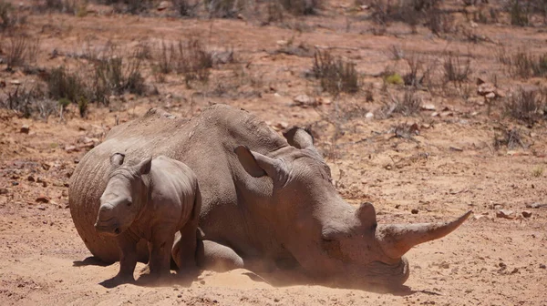 白いサイと子牛が泥と太陽の下で眠る南アフリカの大きな5つの絶滅危惧動物 — ストック写真