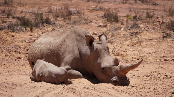 Vit Noshörning Och Kalv Sover Lera Och Sol Sydafrika Afrikanska — Stockfoto