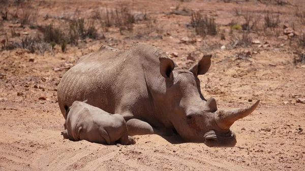 Rinoceronte Blanco Ternera Durmiendo Barro Sol Sudáfrica Grandes Cinco Animales — Foto de Stock