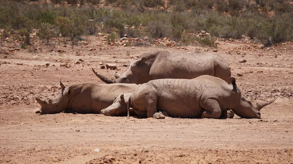 Rinoceronte Bianco Vitello Dormire Nel Fango Sole Sud Africa Grande — Foto Stock