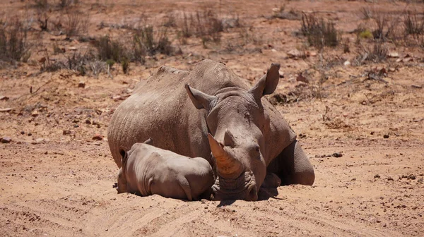 Witte Neushoorn Kalf Slapen Modder Zon Zuid Afrika Afrikaanse Grote — Stockfoto