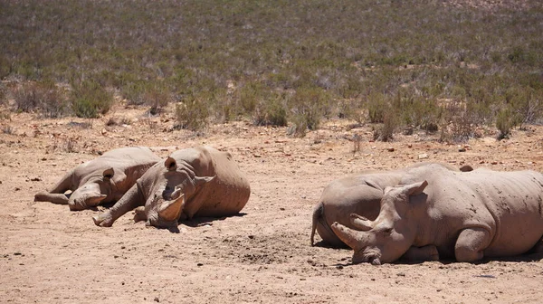 白いサイと子牛が泥と太陽の下で眠る南アフリカの大きな5つの絶滅危惧動物 — ストック写真