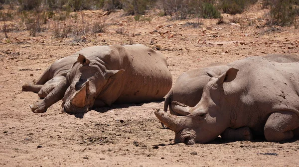 Rinoceronte Bianco Vitello Dormire Nel Fango Sole Sud Africa Grande — Foto Stock