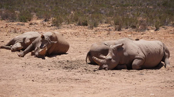 Witte Neushoorn Kalf Slapen Modder Zon Zuid Afrika Afrikaanse Grote — Stockfoto
