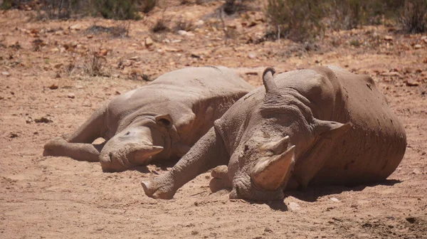 Белый Носорог Теленок Спящие Грязи Солнце Юар — стоковое фото