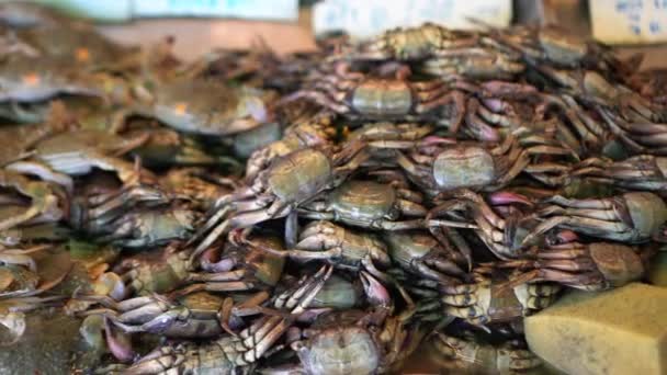 Marché Humide Local Crabe Bleu Frais Crabe Commun Crevettes Mantis — Video