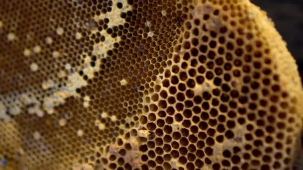 Verse Bijenkorf Honing Kam Natuurlijk Zoet Voedsel Ingrediënt Luxe Restaurant — Stockvideo