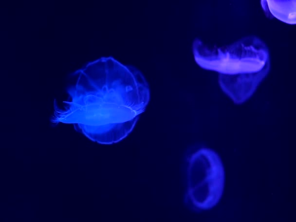 Transparante Maankwallen Die Langzaam Zwemmen Verlichten Donkerblauwe Oceaan — Stockvideo