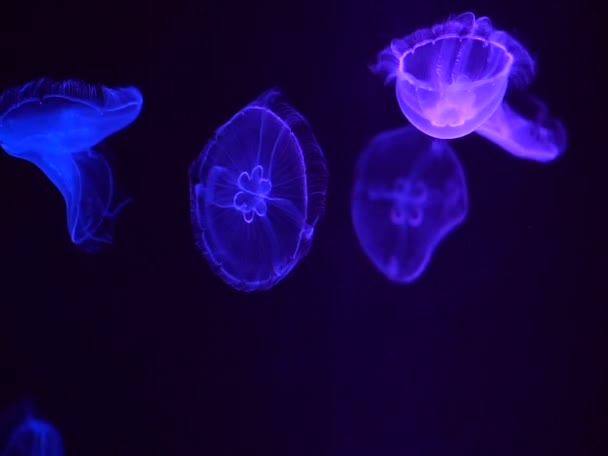 Şeffaf Denizanaları Yavaş Çekimde Yüzer Koyu Mavi Okyanus Sini Aydınlatır — Stok video