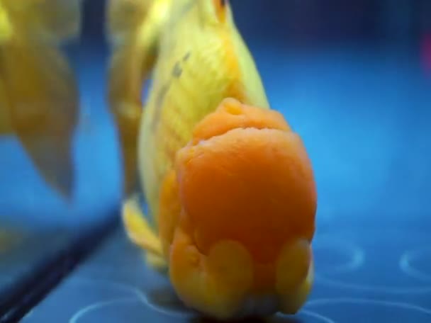 Lionhead Goldfish Peixe Exótico Para Animal Estimação Doméstico Cor Dourada — Vídeo de Stock