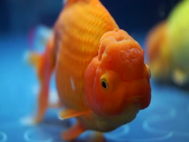 Lví Hlava Zlatá Ryba Exotická Ryba Pro Domácí Mazlíčka Zlatá — Stock video