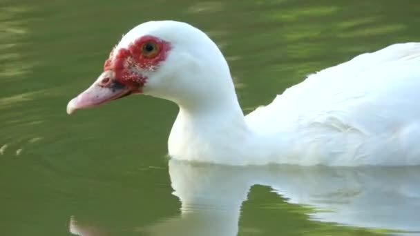 Moscovy Pato Cabeza Roja Pato Nadando Felizmente Luz Natural Del — Vídeos de Stock