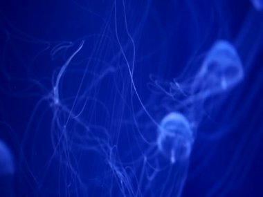 Şeffaf denizanası. Uzun dokunaçları. Derin mavi sularda yüzüyor.