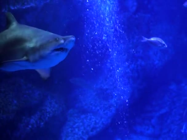 Large Shark Swimming Aquarium Tank — Stock Video