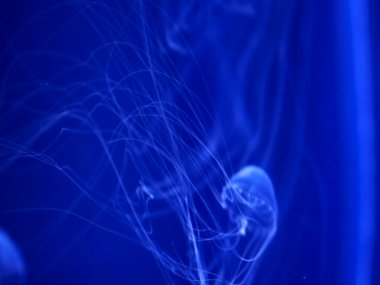 Şeffaf denizanası. Uzun dokunaçları. Derin mavi sularda yüzüyor.