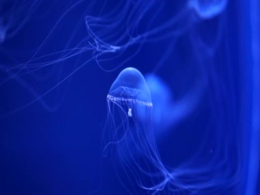 Şeffaf denizanası. Uzun dokunaçları. Derin mavi sularda yüzüyor.