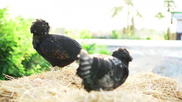 Silkie Ayam Coklat Hitam Berbulu Berbulu Berbulu Domestik Ayam Peliharaan — Stok Video