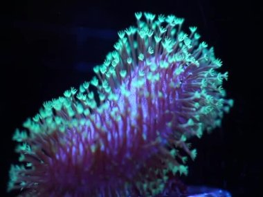 Deniz altında kırmızı şakayık HD yakın çekim