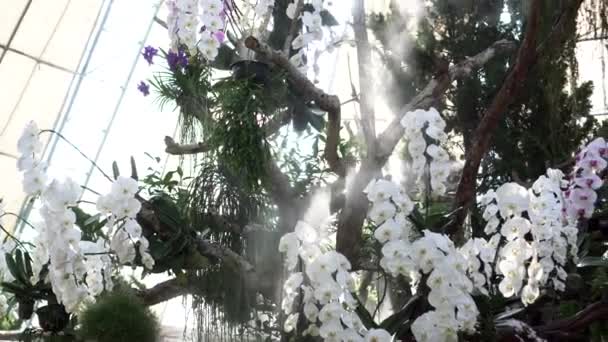 Białe Orchidee Rozmieścić Drzewie Kopule Botanicznej Wody Mgły Posypać — Wideo stockowe