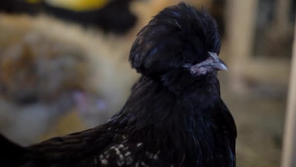Peksi Tavuk Çiftliği Tüylü Tavuk — Stok video