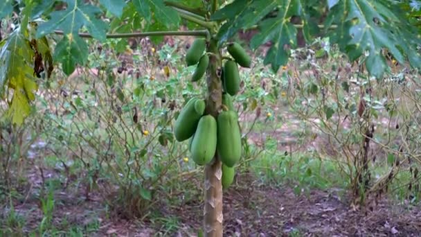 Drzewo Papaja Rosnące Gospodarstwie Warzywnym Wydające Partię Owoców — Wideo stockowe