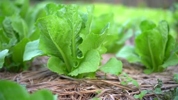 有機土壌野菜農場カバーは コスやロマインサラダビーガー4Kを栽培しています — ストック動画