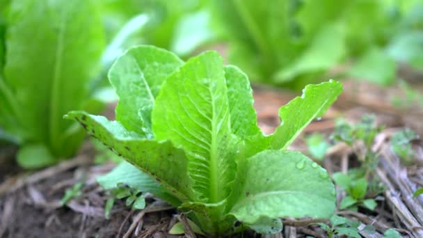 Biologischer Boden Gemüseanbau Mit Heu Wächst Cos Oder Römersalat Veggie — Stockvideo