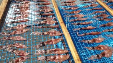 Kuru ateş böceği hotaru ika ağ rafında kurutuluyor Japon deniz ürünleri 4k