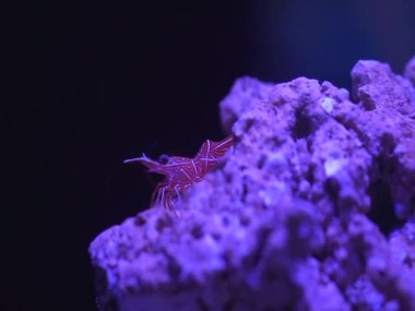Bu video okyanus gece hayatı projesinin mercan resifindeki küçük kırmızı Durban karidesini anlatıyor.