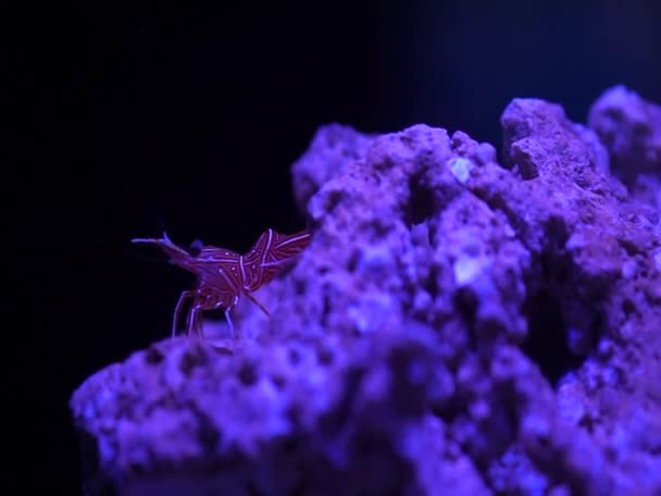 Este Vídeo Sobre Camarão Durban Vermelho Pequeno Recife Coral Sob — Vídeo de Stock