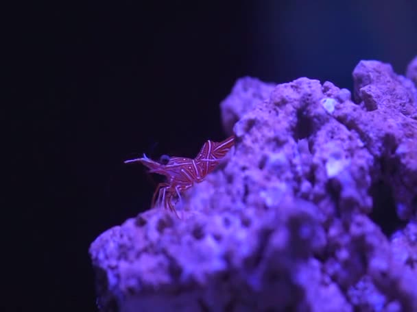 Video Small Red Durban Shrimp Coral Reef Sea Ocean Night — Stock Video