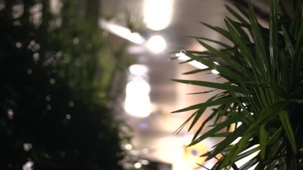 Lady Palma Zelená Zahrada Pohled Zpět Osvětlený Dům Noci Krajina — Stock video