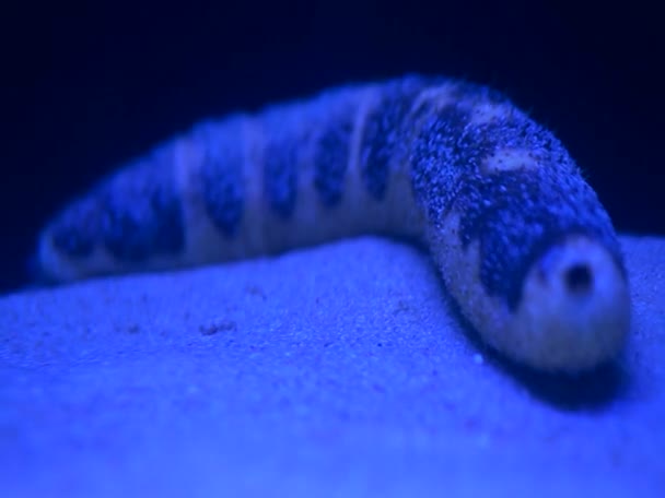 Pepino Mar Sob Animal Mar Perto Fundo Oceano Areia — Vídeo de Stock