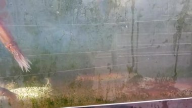 Canlı taze mürekkep balığı Hokkaido Hakodate imzalı tabak ika somen noodle 4k