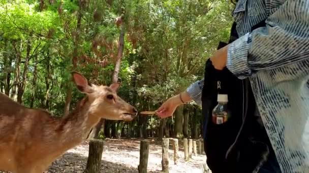 Mujer Asiática Dando Galleta Senbei Los Ciervos Parque Nara Kansai — Vídeos de Stock