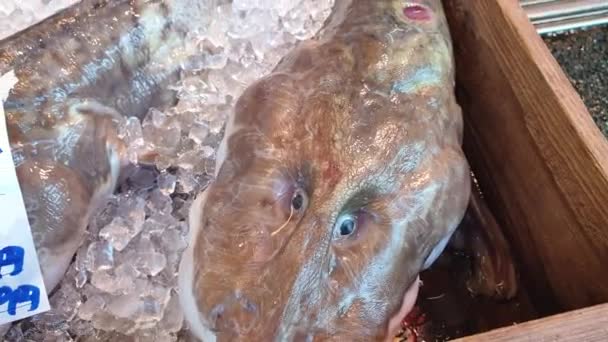 Weird Fresh Fish Selling Loca Japanese Market Kinosaki Onsen Area — Stock Video