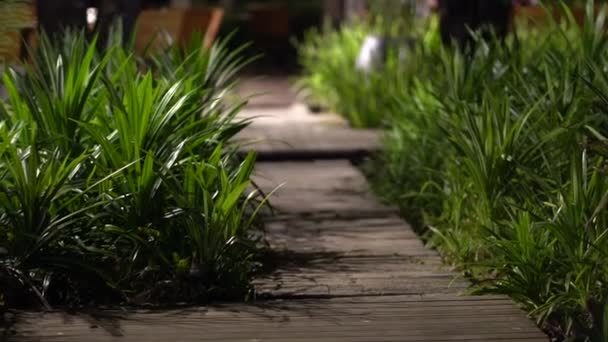 Night Garden Licht Verlichting Groene Plant Boom Rond Tropisch Aziatisch — Stockvideo