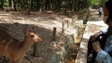 Kadın turist, Japonya 'da Nara' da geyiğe Japon unu veriyor.
