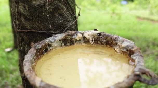 Tigela Látex Borracha Crua Corte Árvore Indústria Fazenda Tailândia Sudeste — Vídeo de Stock
