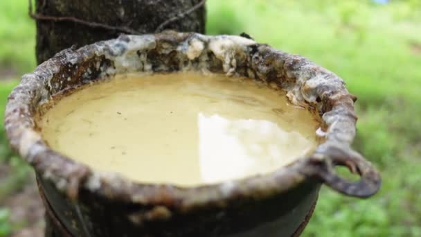 Raw Rubber Latex Bowl Cut Tree Industry Farm Thailand Southeast — Stock Video