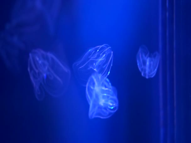 Illuminated Comb Jellyfish Small Running Light Saltwater Sea Creature — Stock Video