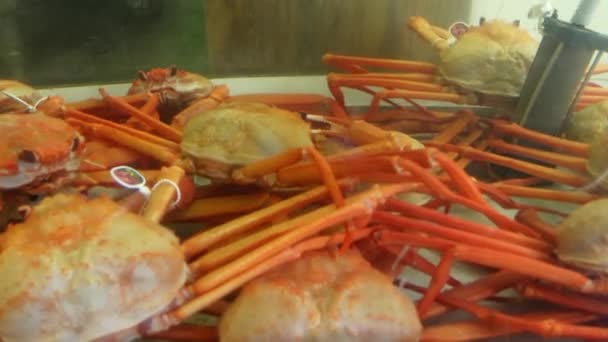 日本の冷水タンク市場における北海道ジャパニーズカニ生きた魚介類 — ストック動画