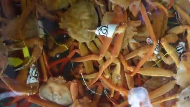 日本の冷水タンク市場における北海道ジャパニーズカニ生きた魚介類 — ストック動画