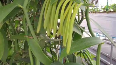 Vanilya tarlasında yetişen vanilya kapsülleri.