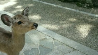 Nara geyiği faunası turist eliyle kraker yemeyi reddediyor Japonya populer cazibesi 4k