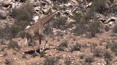 Küçük zürafa, Güney Afrika çöl bölgesindeki kuru çalılardan yaprak yiyor.
